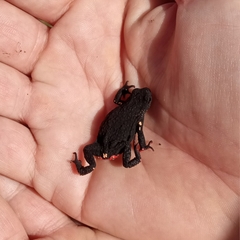 Melanophryniscus nigricans