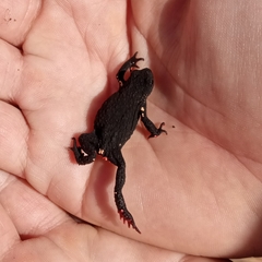 Melanophryniscus nigricans
