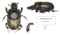 Onthophagus vacca