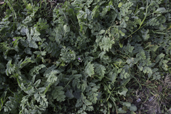 Erodium moschatum