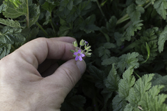 Erodium moschatum