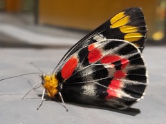 Delias harpalyce