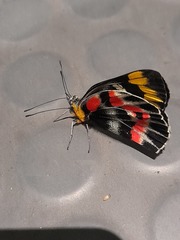 Delias harpalyce