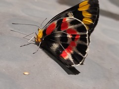 Delias harpalyce