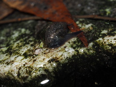 Fontigens nickliniana