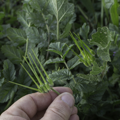 Erodium moschatum