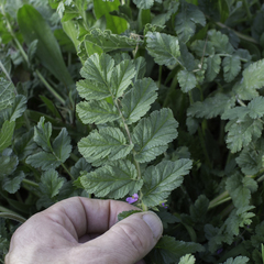 Erodium moschatum