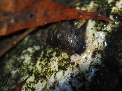 Fontigens nickliniana