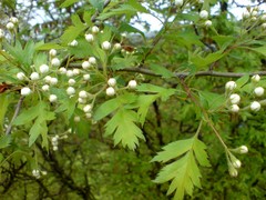 Crataegus poplavskae