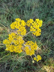 Chrysocephalum semipapposum