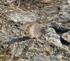 Hipparchia statilinus