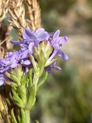 Pseudoselago subglabra