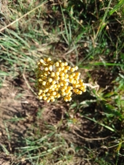 Chrysocephalum semipapposum