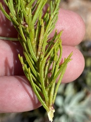 Pseudoselago subglabra