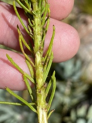 Pseudoselago subglabra