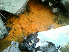 Nitrospira