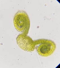 Pseudocrossidium revolutum