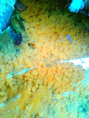 Nitrospira