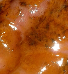 Nitrospira