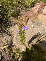 Pseudoselago subglabra