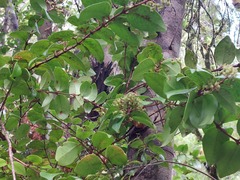 Metrosideros albiflora