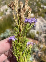 Pseudoselago subglabra