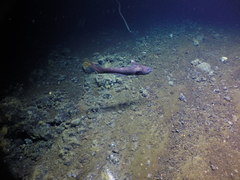 Coryphaenoides acrolepis