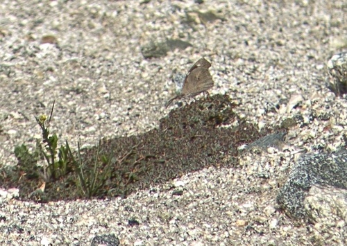 iNaturalist observation photo of American Snout