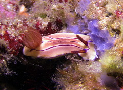 Hypselodoris emma