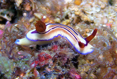 Hypselodoris emma