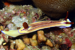 Hypselodoris emma