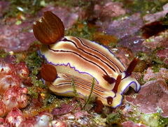 Hypselodoris emma