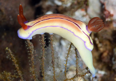 Hypselodoris emma