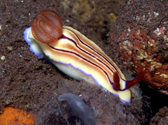 Hypselodoris emma