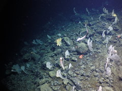 Coryphaenoides acrolepis