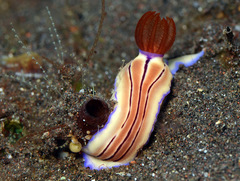 Hypselodoris emma