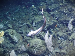 Coryphaenoides acrolepis