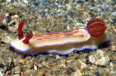 Hypselodoris emma