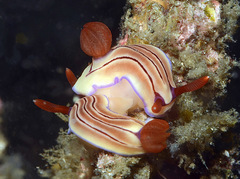 Hypselodoris emma