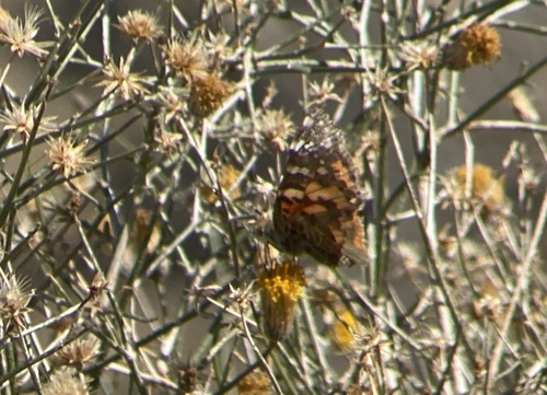 iNaturalist observation photo of Painted Lady