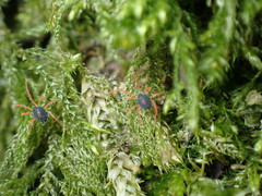 Linopenthaleus irki