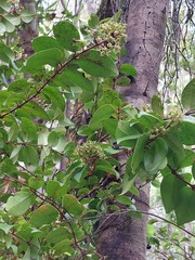 Metrosideros albiflora