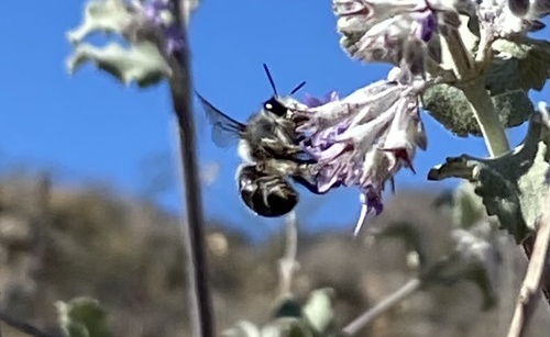 iNaturalist observation photo of Common Digger Bees
