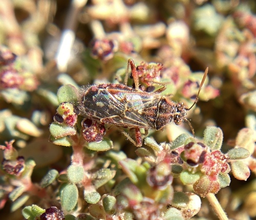 iNaturalist observation photo of Hyaline Grass Bug