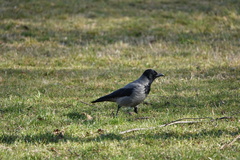 Corvus cornix