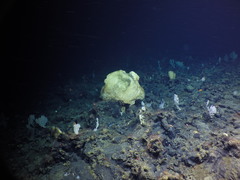 Chonelasma