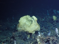 Chonelasma