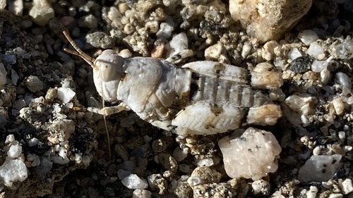 iNaturalist observation photo of Cream Grasshopper