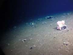 Gersemia juliepackardae