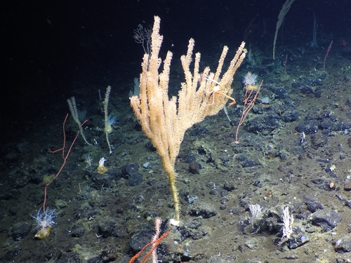 iNaturalist | (c) Fisheries and Oceans Canada, some rights reserved (CC BY-NC), uploaded by Fisheries and Oceans Canada Representative image of Keratoisididae